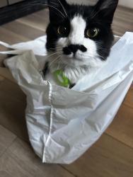 Lost Male Cat last seen North Fork Romberg Rds, Bartlett, TX 76511