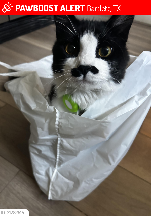 Lost Male Cat last seen North Fork Romberg Rds, Bartlett, TX 76511