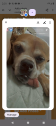 Lost Male Dog last seen Also possibly seen on 7/4, on Cherry Street, Van Buren, AR, Alma, AR 72921