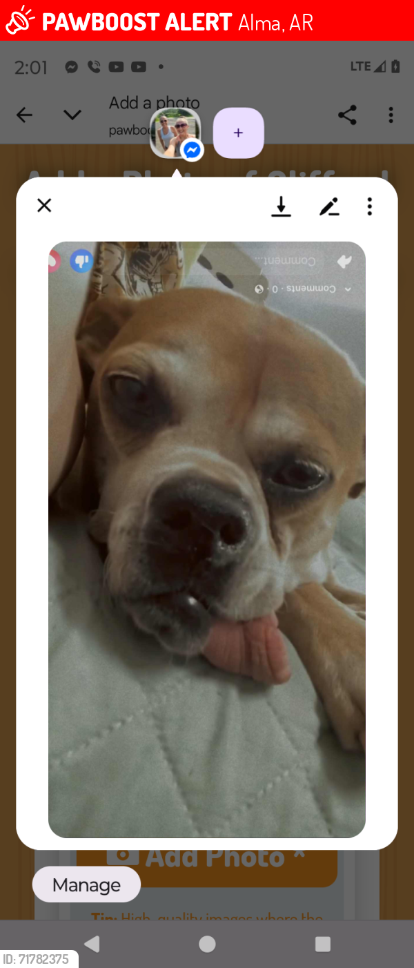 Lost Male Dog last seen Also possibly seen on 7/4, on Cherry Street, Van Buren, AR, Alma, AR 72921