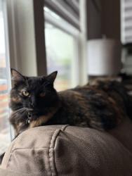 Lost Female Cat last seen Roche Oak 78259 , San Antonio, TX 78259