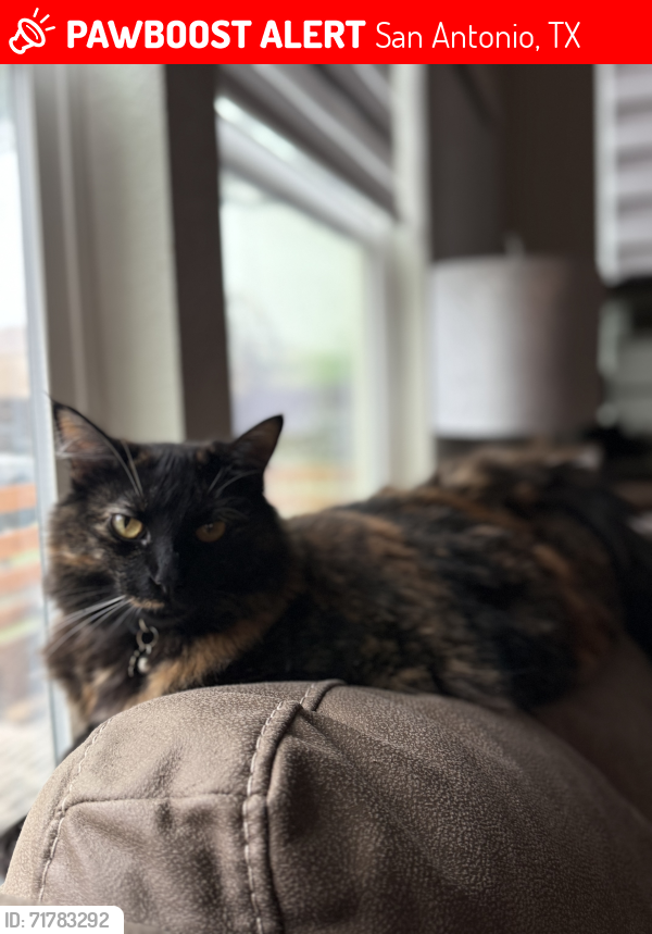 Lost Female Cat last seen Roche Oak 78259 , San Antonio, TX 78259