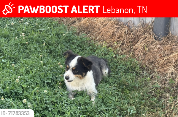Lost Male Dog last seen Franklin Road Lebanon, TN, Lebanon, TN 37090