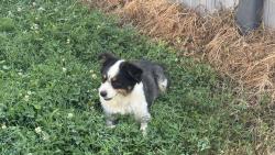 Lost Male Dog last seen Franklin Road Lebanon, TN, Lebanon, TN 37090