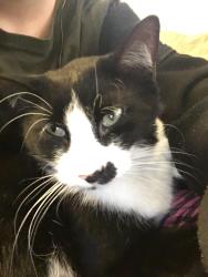 Lost Male Cat last seen Heatherbrook Drive, High Point, NC 27265