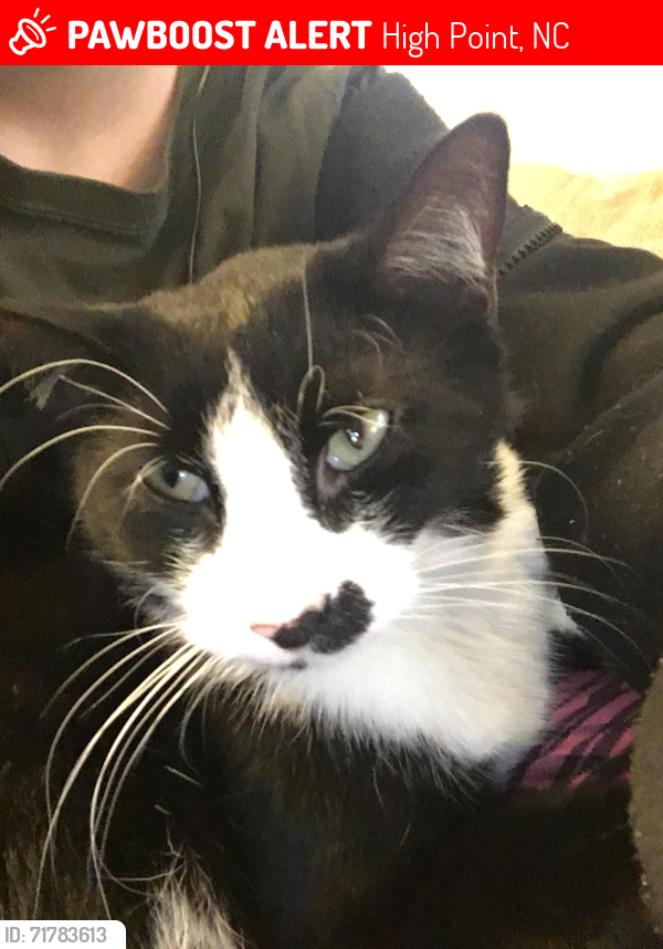 Lost Male Cat last seen Heatherbrook Drive, High Point, NC 27265