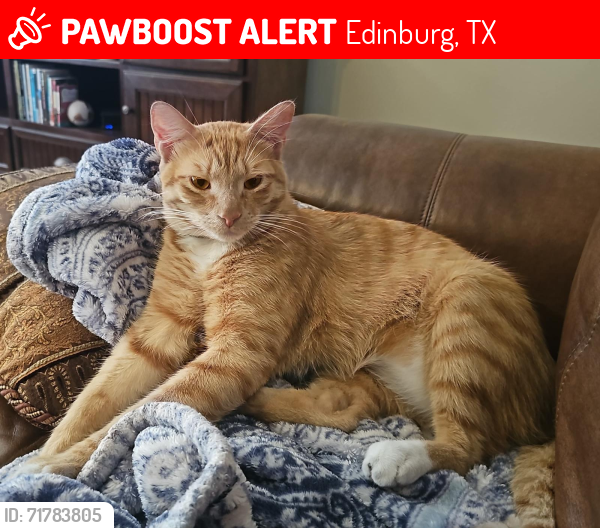 Lost Male Cat last seen Canton and Yellow Rose, Edinburg, TX 78539