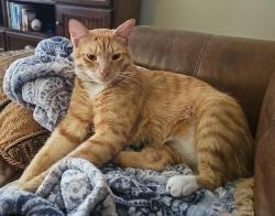 Lost Male Cat last seen Canton and Yellow Rose, Edinburg, TX 78539
