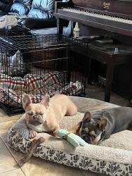 Lost Female Dog last seen Near north mesa and the train tracks , Belen, NM 87002