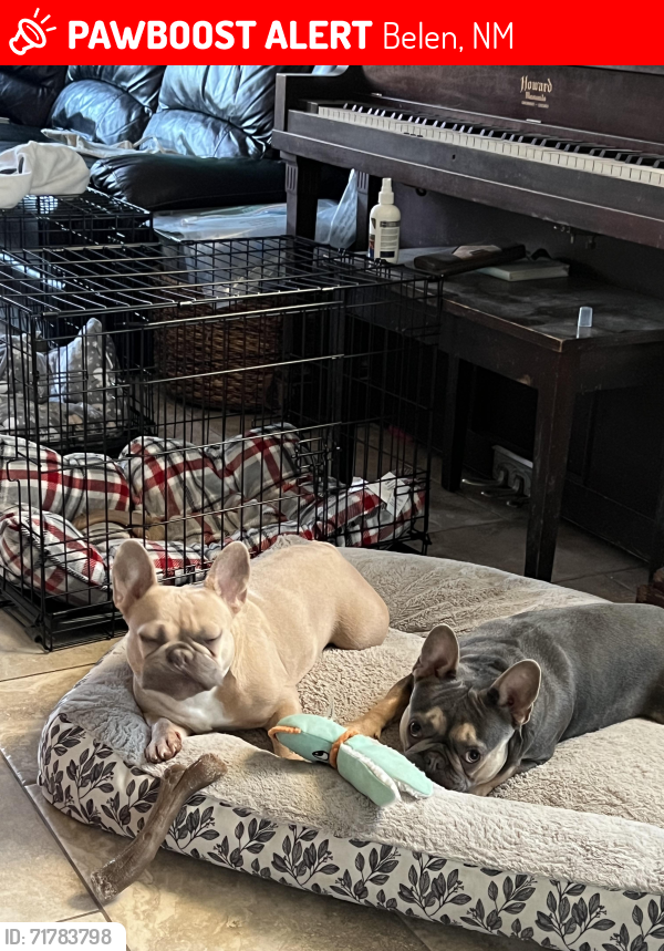Lost Female Dog last seen Near north mesa and the train tracks, Belen, NM 87002