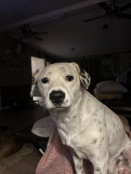 Lost Male Dog last seen Lakeview dr nw , Huntsville, AL 35810