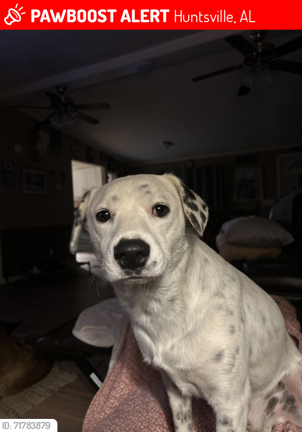 Lost Male Dog last seen Lakeview dr nw , Huntsville, AL 35810