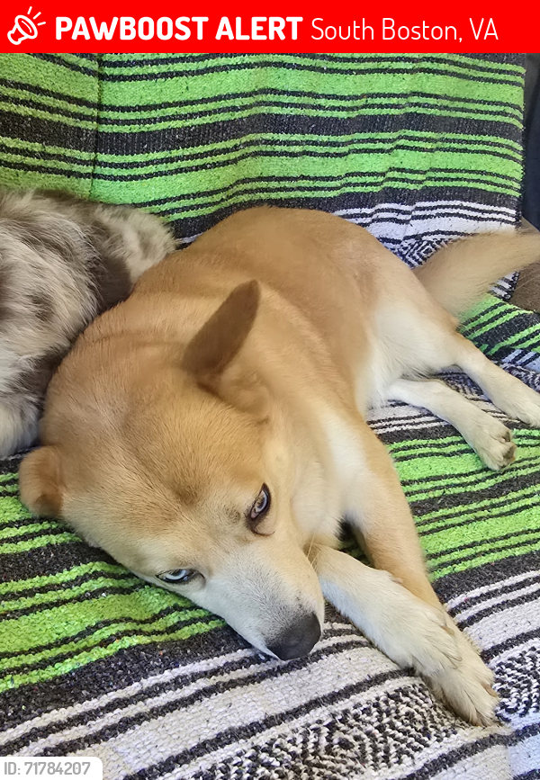 Lost Male Dog last seen Huell Mathews Hwy and Ashcroft Place, South Boston, VA 24592