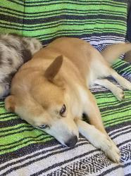 Lost Male Dog last seen Huell Mathews Hwy and Ashcroft Place, South Boston, VA 24592