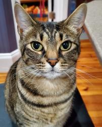 Lost Female Cat last seen She was last seen in our front yard, off Gardner Rd. Stockbridge, GA, Henry County, GA 30281