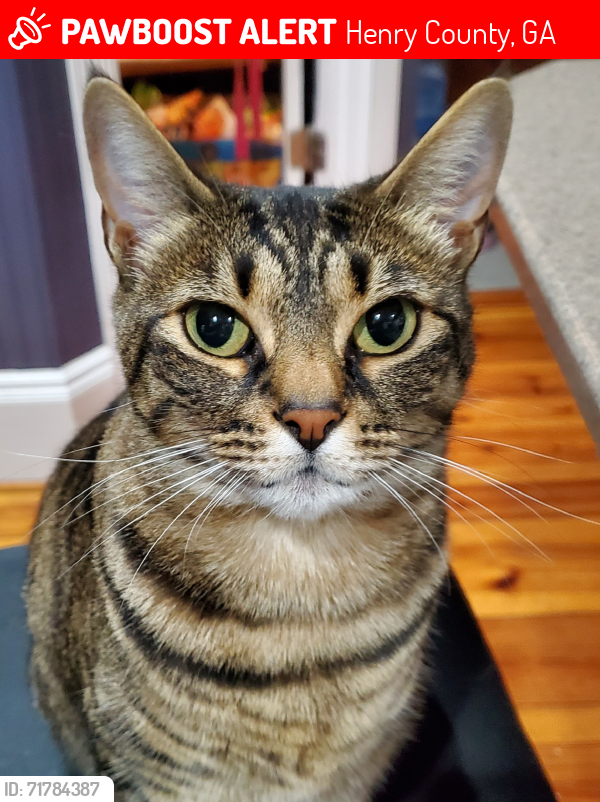 Lost Female Cat last seen She was last seen in our front yard, off Gardner Rd. Stockbridge, GA, Henry County, GA 30281
