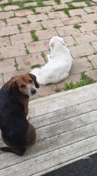Lost Male Dog last seen 64th street, Benton County, IA 52249