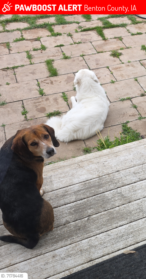Lost Male Dog last seen 64th street, Benton County, IA 52249