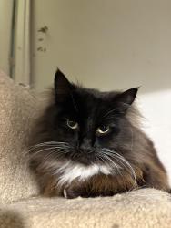 Lost Female Cat last seen 46th and South Holly Street, Seattle, WA 98118