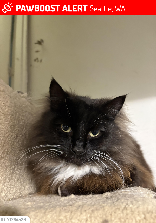 Lost Female Cat last seen 46th and South Holly Street, Seattle, WA 98118