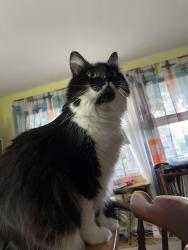 Reunited Female Cat last seen Mountview and Shrewsbury, Columbus, OH 43221