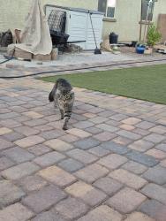 Lost Male Cat last seen Lamb and lake mead, Las Vegas, NV 89115
