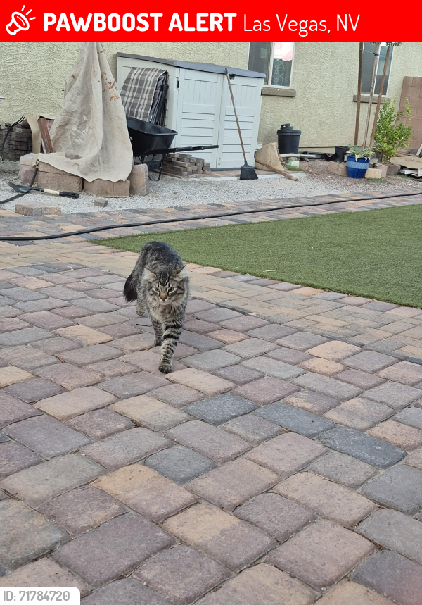 Lost Male Cat last seen Lamb and lake mead, Las Vegas, NV 89115