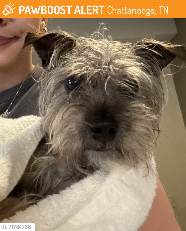 Surrendered Male Dog last seen Pinewood Avenue, Chattanooga TN, Chattanooga, TN 37411