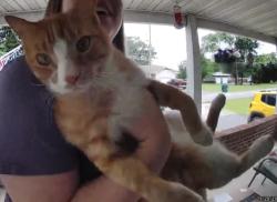 Lost Male Cat last seen W McKay Street Frontenac KS, Frontenac, KS 66763