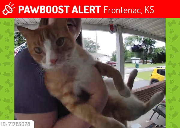 Lost Male Cat last seen W McKay Street Frontenac KS, Frontenac, KS 66763