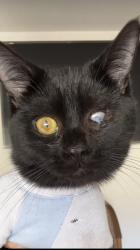 Lost Male Cat last seen Long view dr, mountain high dr, Fontana, CA 92337