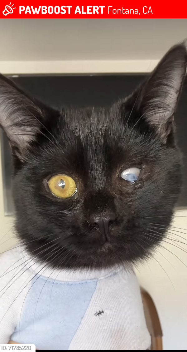 Lost Male Cat last seen Long view dr, mountain high dr, Fontana, CA 92337