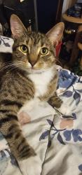 Lost Female Cat last seen Near Southwind apmts , Mount Vernon, IN 47620