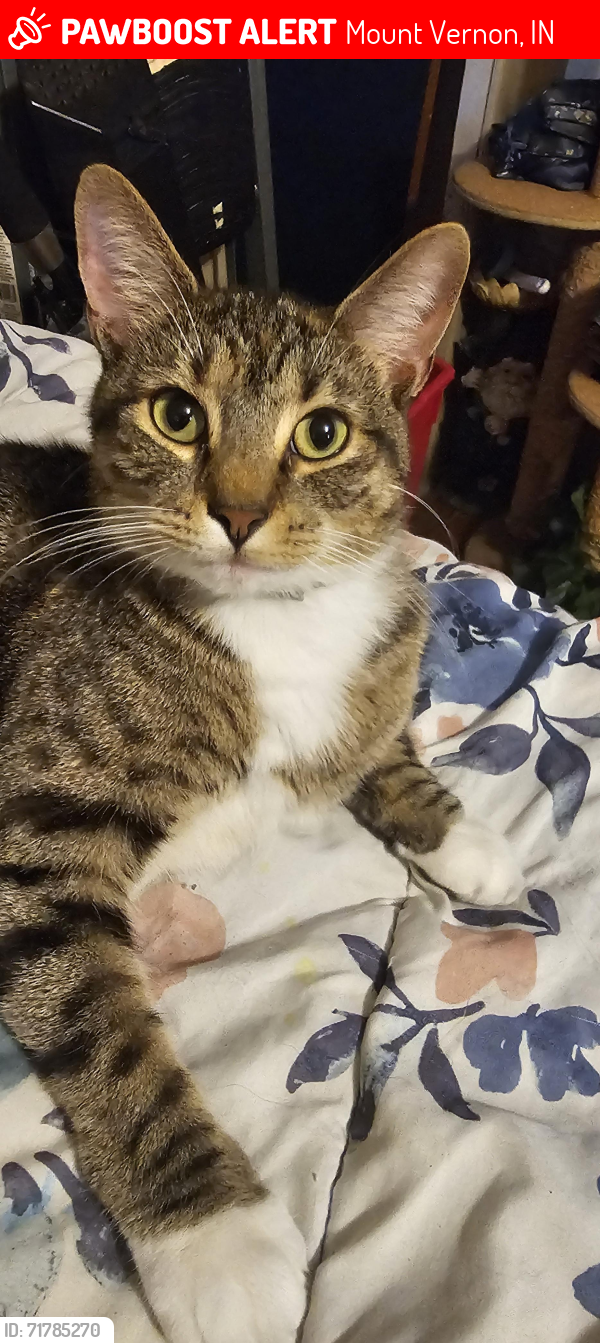 Lost Female Cat last seen Near Southwind apmts , Mount Vernon, IN 47620