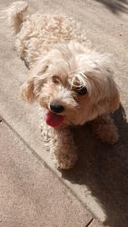Lost Female Dog last seen Tulare & Barton, Fresno, CA 93702