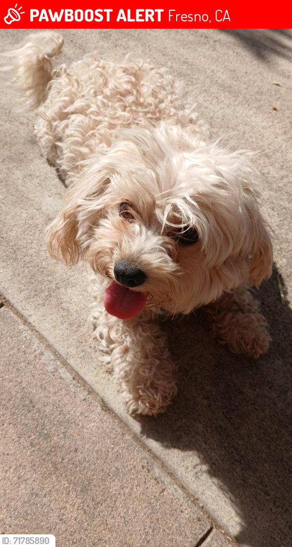 Lost Female Dog last seen Tulare & Barton, Fresno, CA 93702