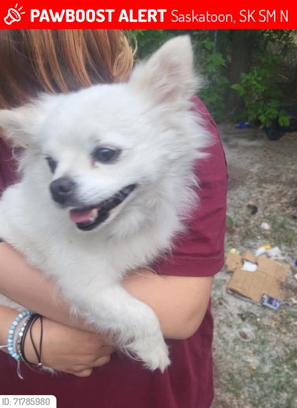 Lost Male Dog last seen Near Avenue N South, Saskatoon, SK S7M 2N1