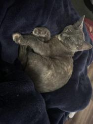 Lost Female Cat last seen Near Summit ave and McKnight mill intersection , Greensboro, NC 27405