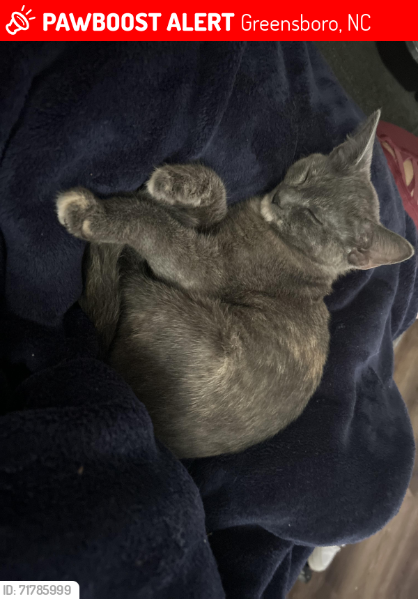 Lost Female Cat last seen Near Summit ave and McKnight mill intersection , Greensboro, NC 27405