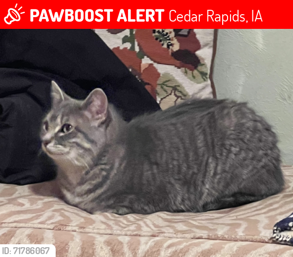 Lost Female Cat last seen Czech Village. D St & Rapids Ave/Bowling St SW, Cedar Rapids, IA 52404