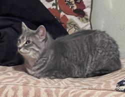 Lost Female Cat last seen Czech Village. D St & Rapids Ave/Bowling St SW, Cedar Rapids, IA 52404