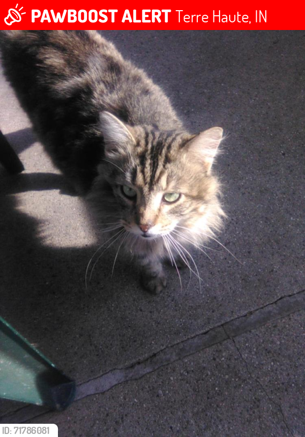 Lost Male Cat last seen 23rd. Wabash area., Terre Haute, IN 47807