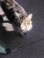 Lost Male Cat last seen 23rd. Wabash area., Terre Haute, IN 47807