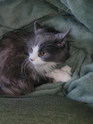 Lost Female Cat last seen Marathon Ave Neenah By neenah Police station, Neenah, WI 54956