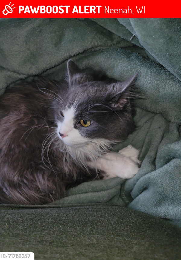 Lost Female Cat last seen Marathon Ave Neenah By neenah Police station, Neenah, WI 54956