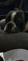 Lost Male Dog last seen County rd 1830, Madison, MO 65263
