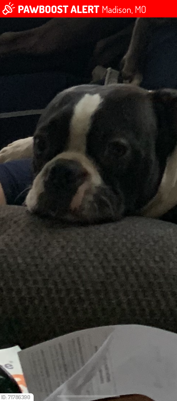 Lost Male Dog last seen County rd 1830, Madison, MO 65263