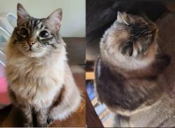 Lost Female Cat last seen Touchstone and Flagstaff, Lake Oswego, OR 97035