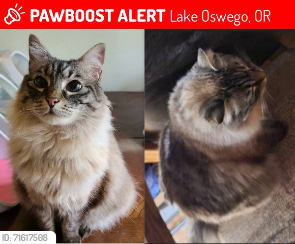 Lost Female Cat last seen Touchstone and Flagstaff, Lake Oswego, OR 97035
