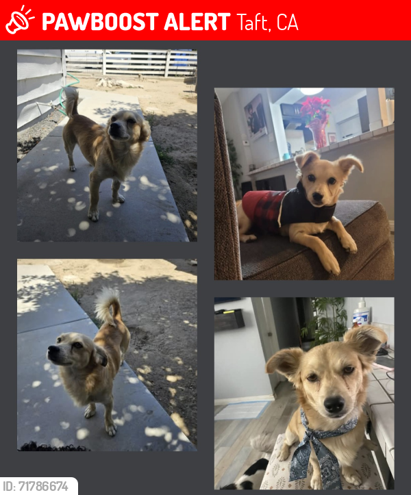 Lost Male Dog last seen Pierce St and Fir St, Taft, CA 93268